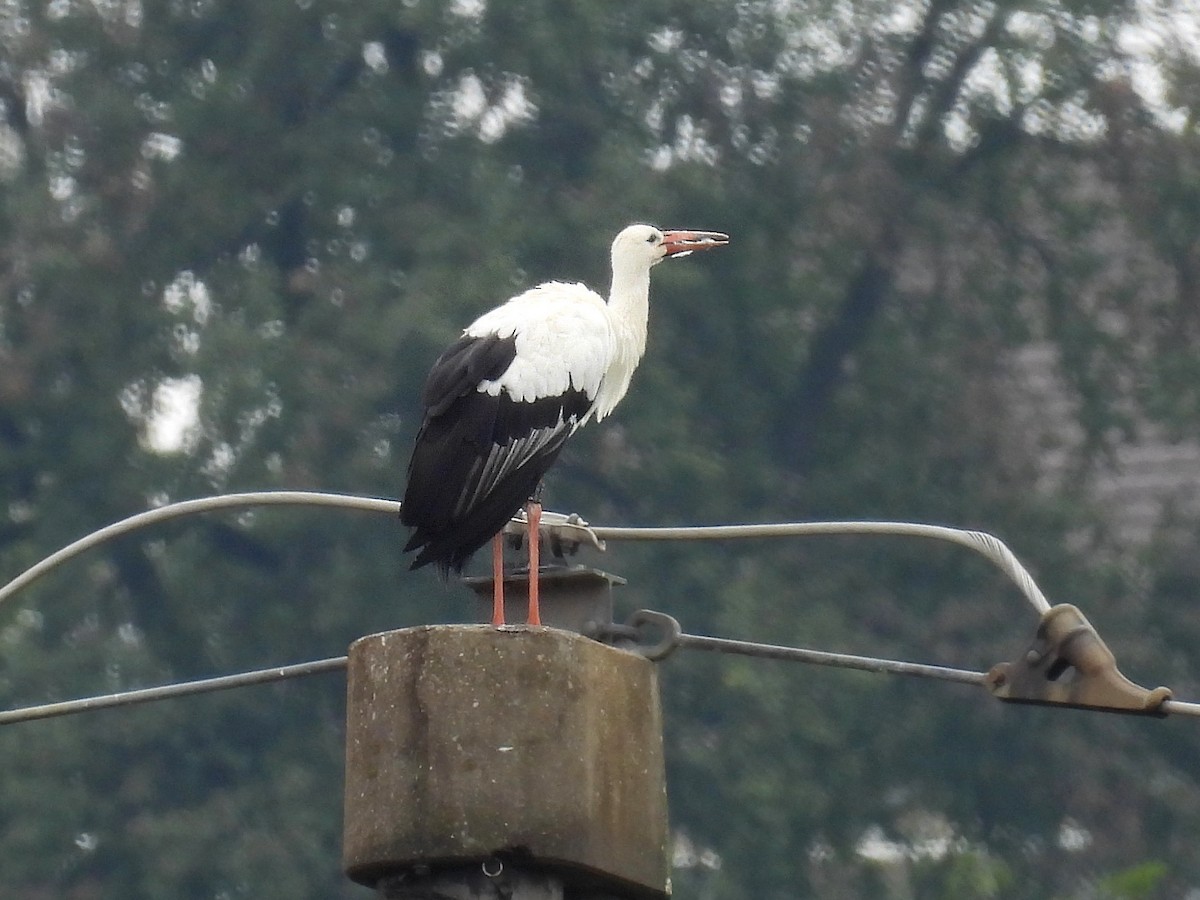 White Stork - ML609725304