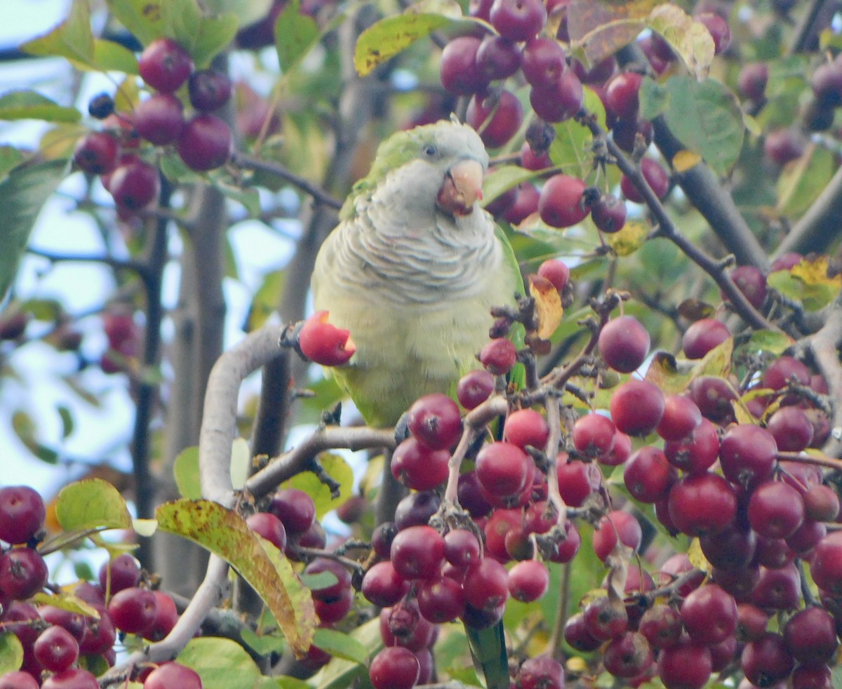 Monk Parakeet - ML609725316