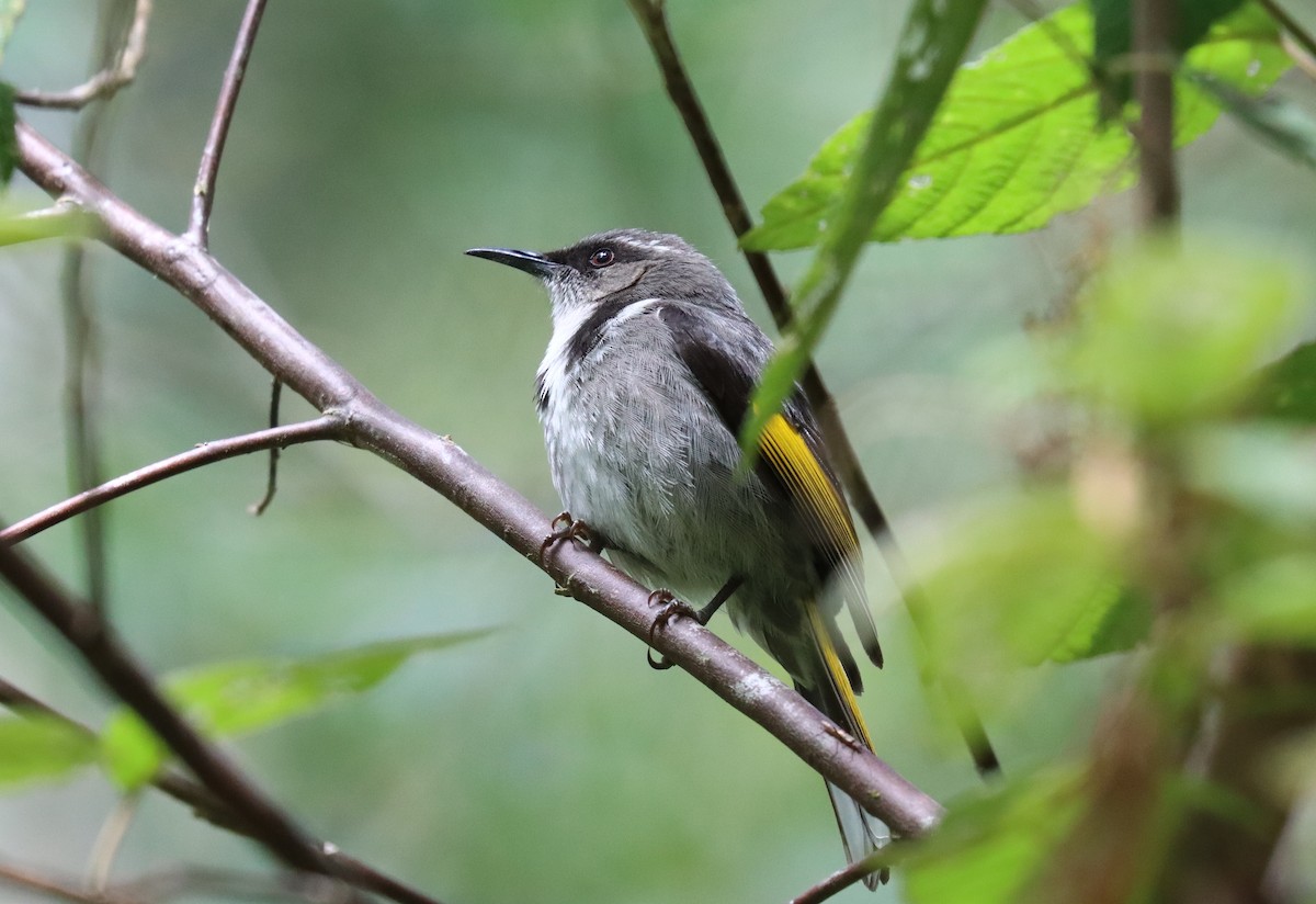 Crescent Honeyeater - ML609725327