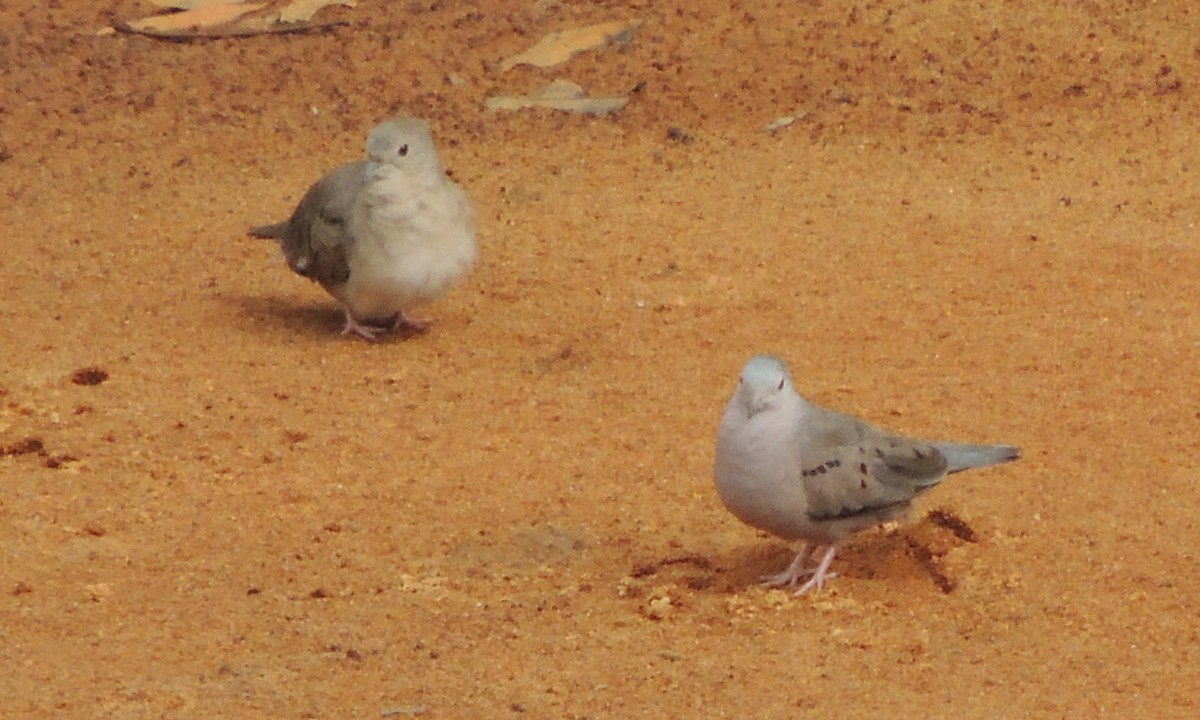 Plain-breasted Ground Dove - ML609725336