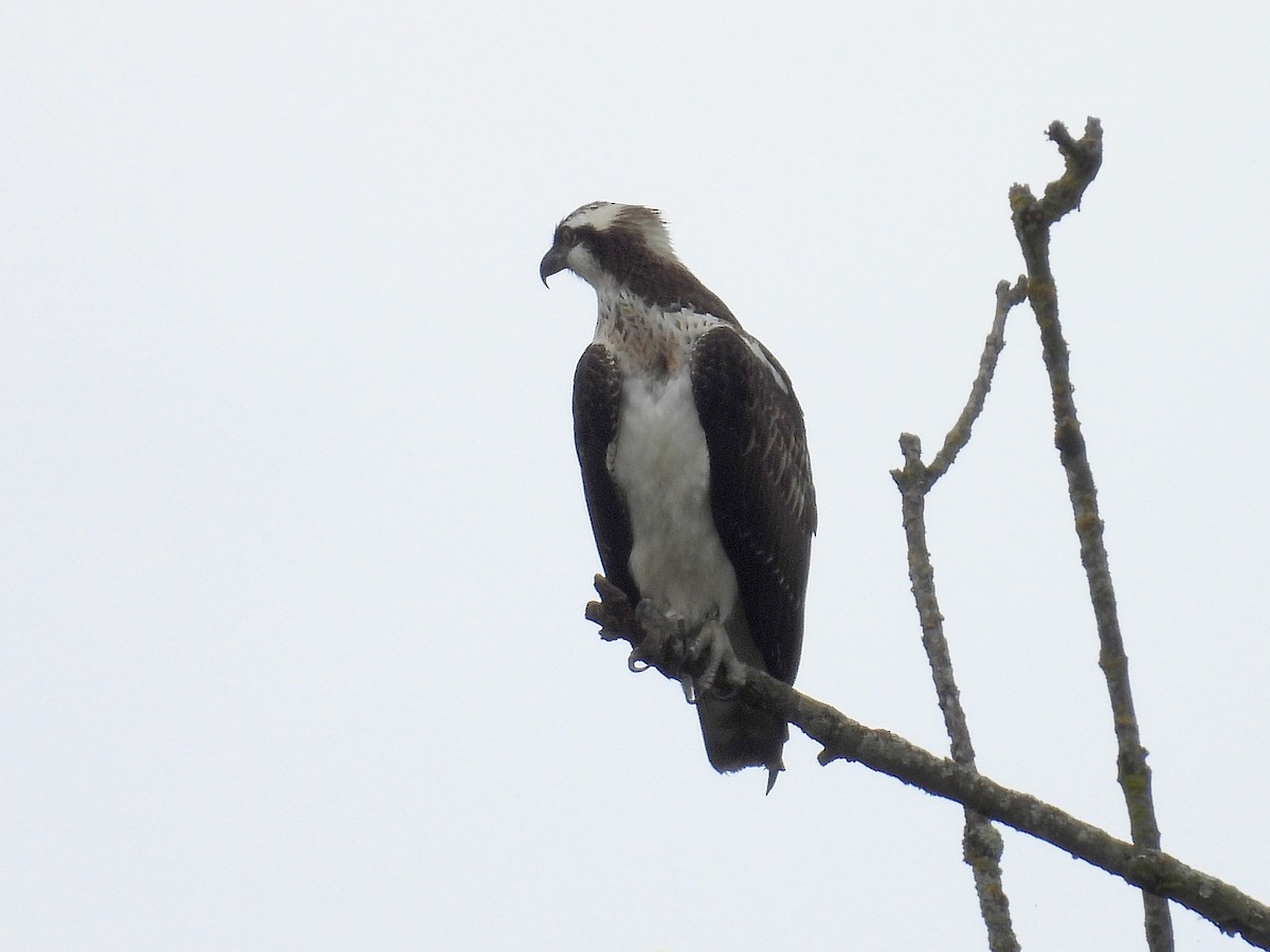 Osprey - ML609725337