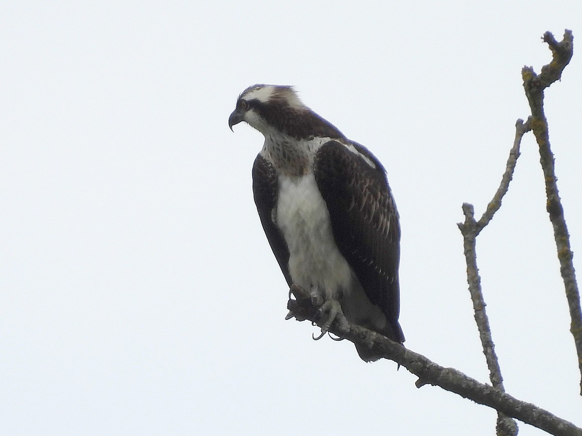Osprey - ML609725338