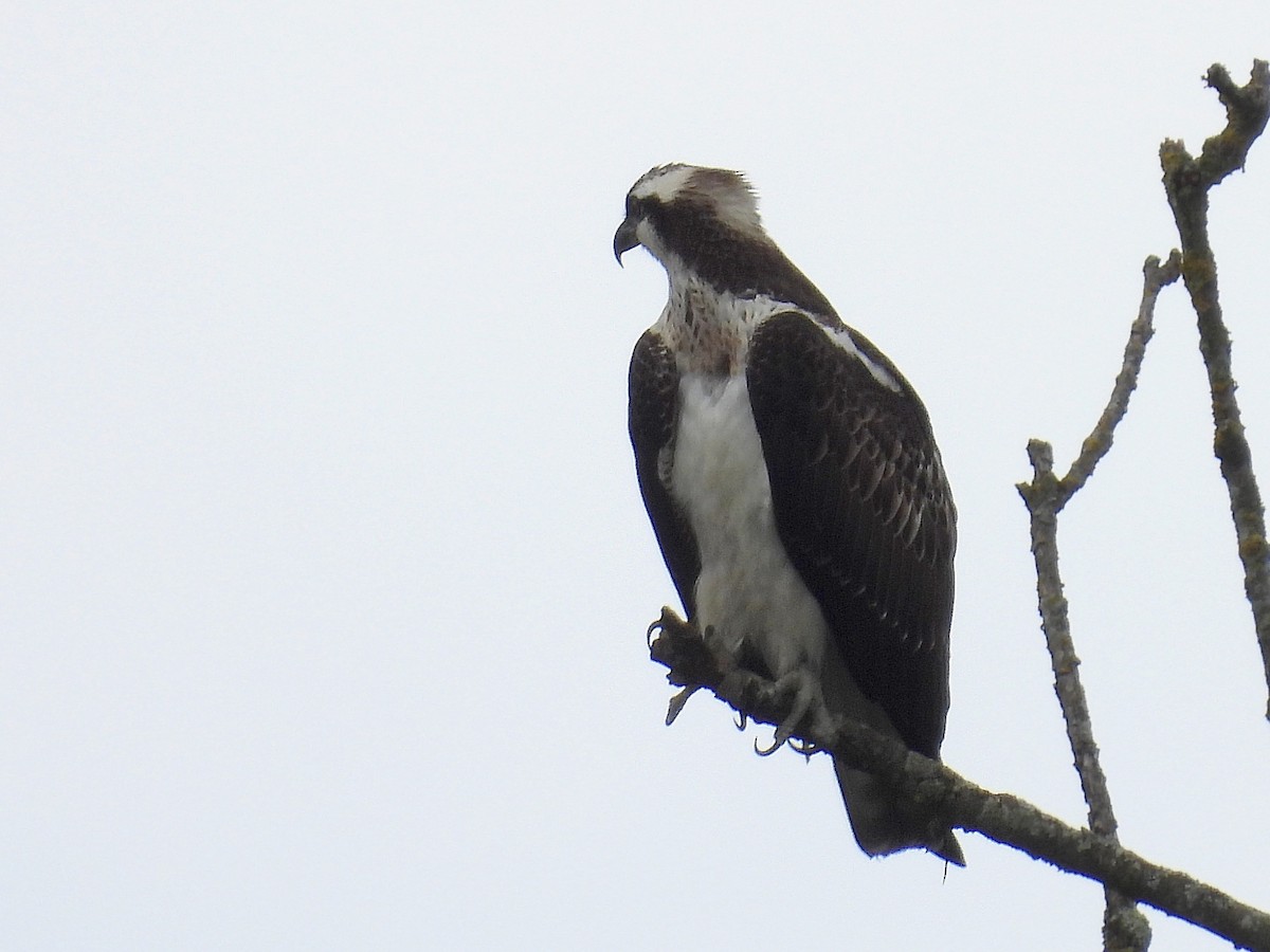 Osprey - ML609725339