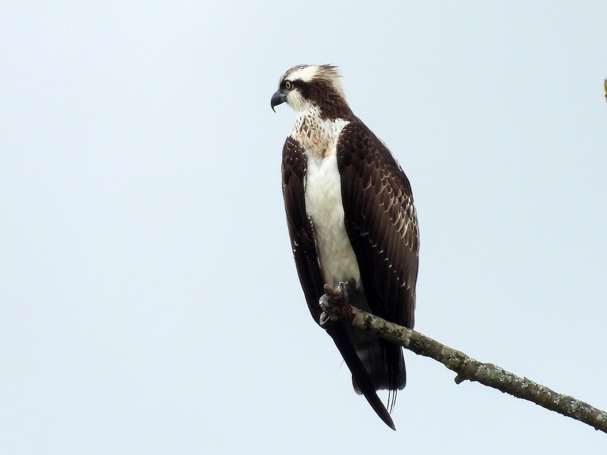Osprey - ML609725340