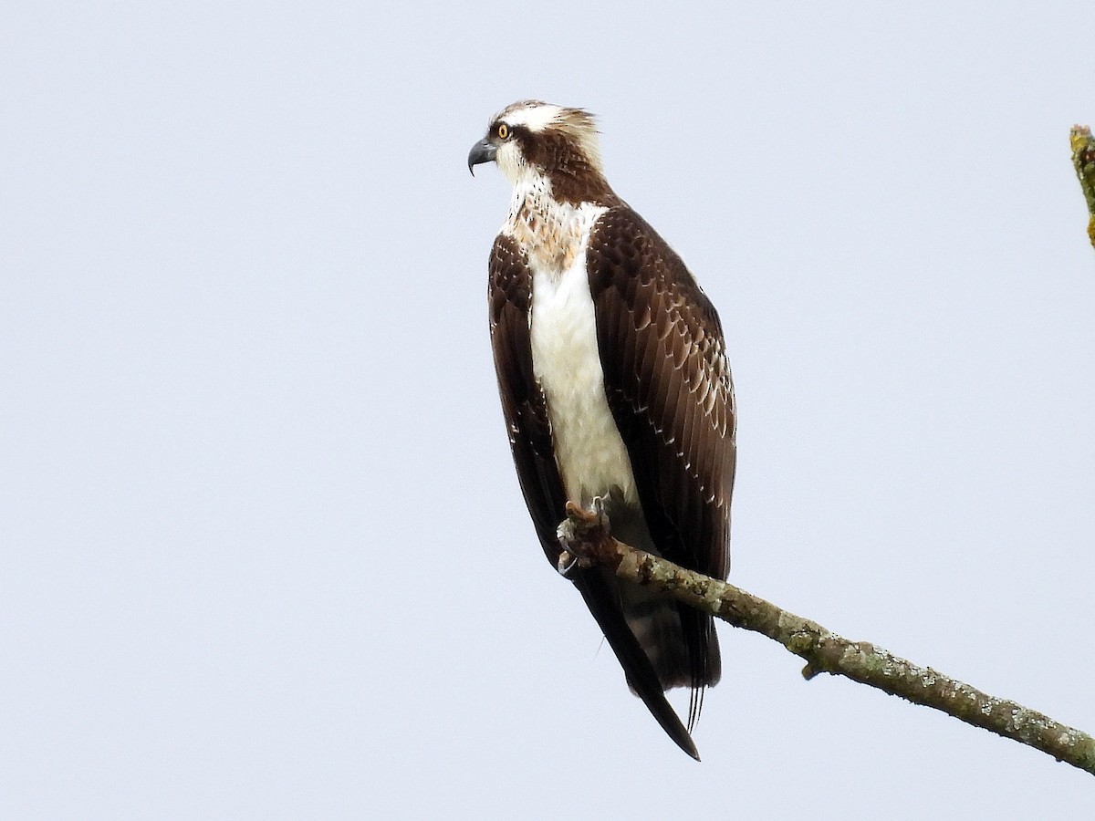 Osprey - Urs Geiser