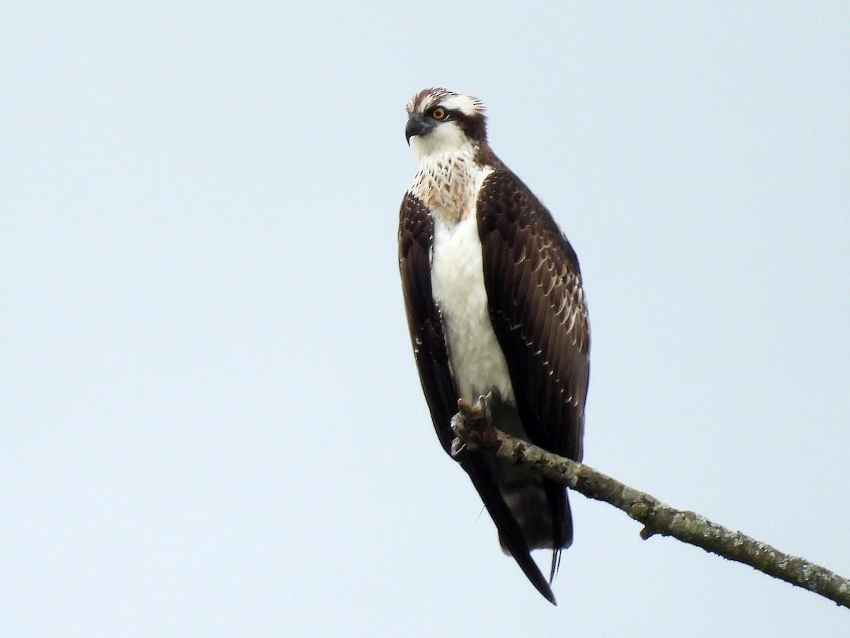 Osprey - Urs Geiser