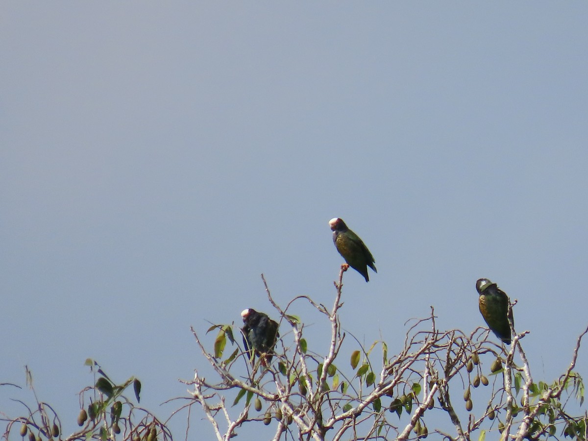 White-crowned Parrot - ML609725442