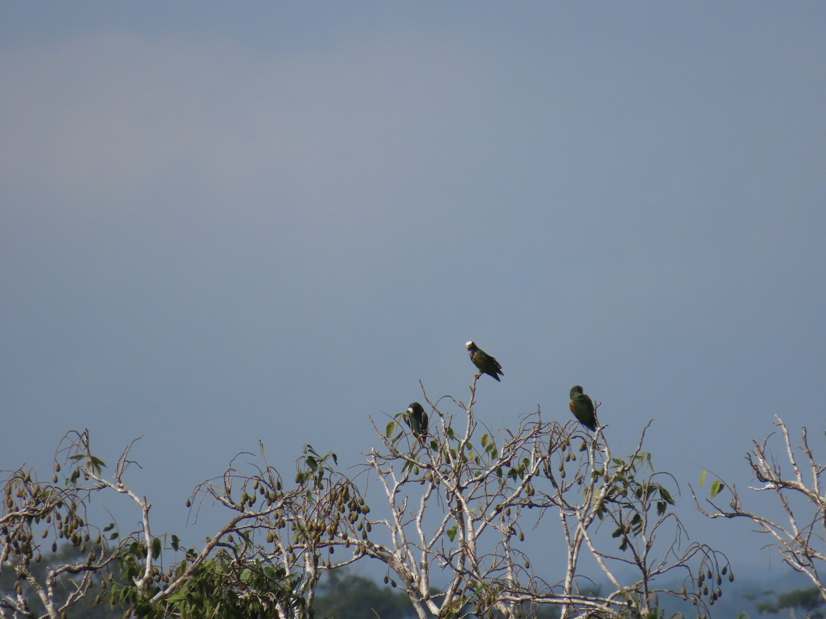 White-crowned Parrot - ML609725443