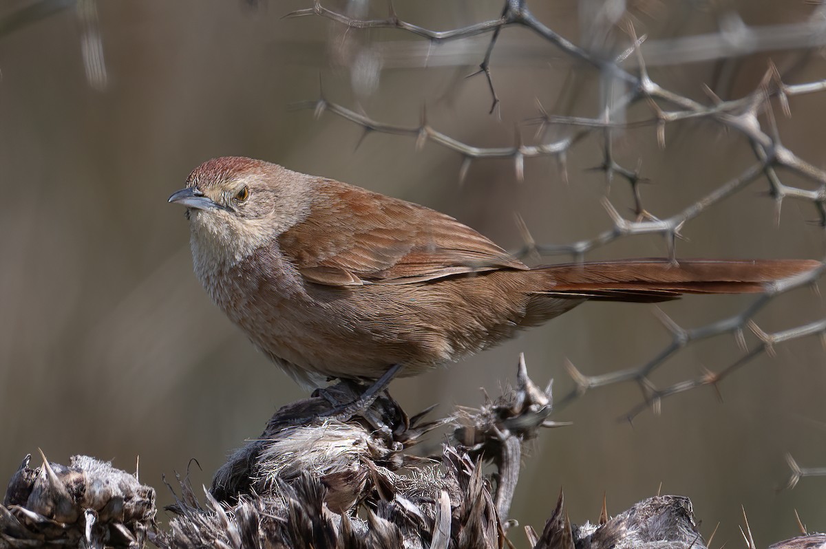 Freckle-breasted Thornbird - ML609725458