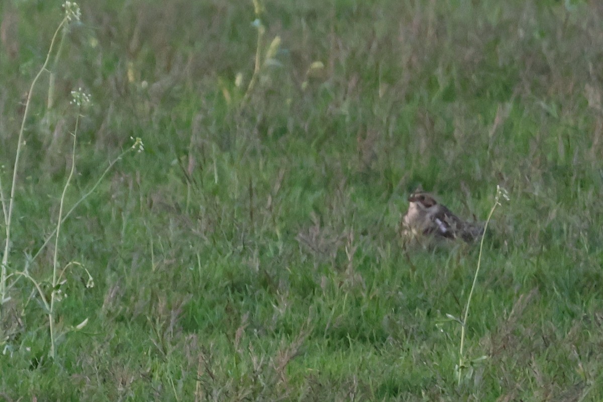 Lapland Longspur - David Nelson