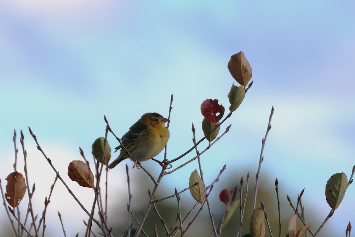 Bobolink - ML609725481