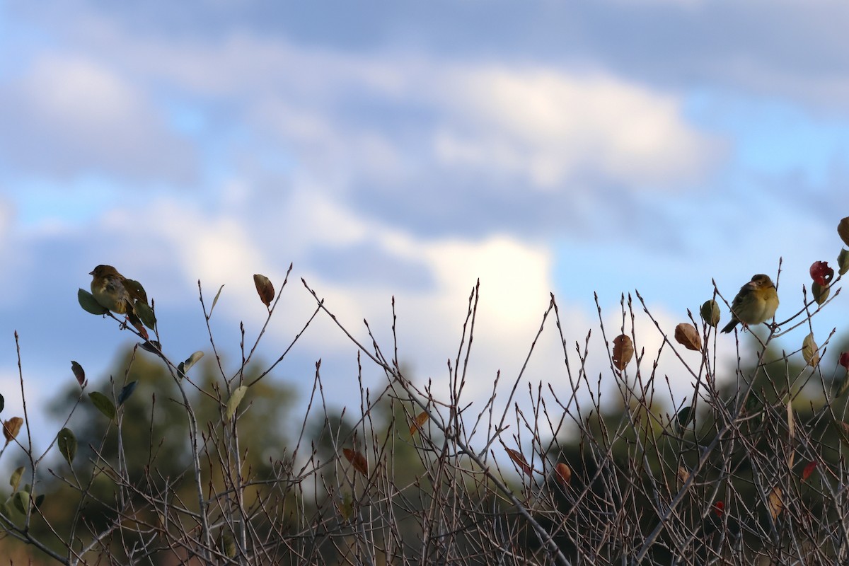 Bobolink - ML609725482