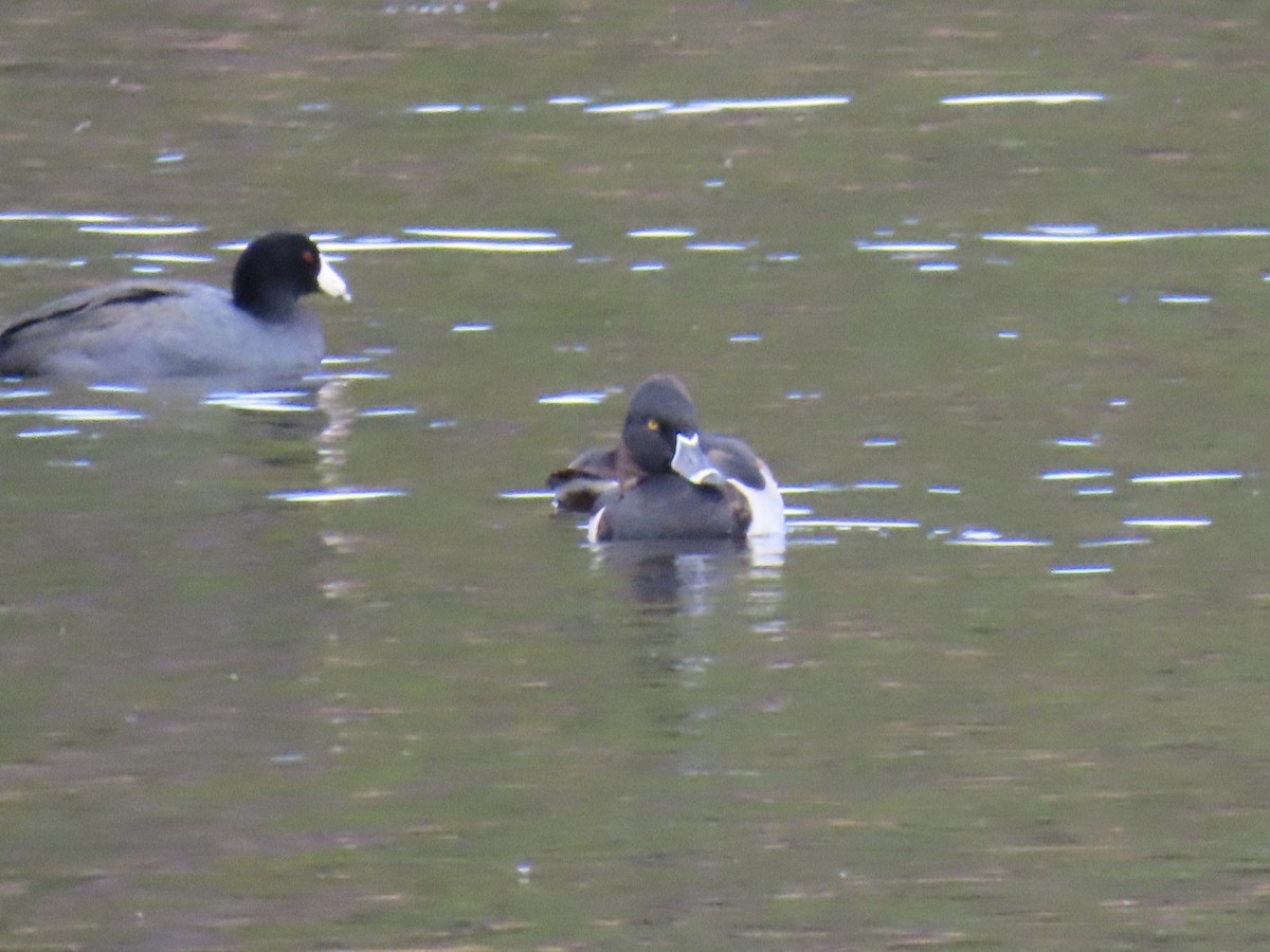 Ring-necked Duck - ML609725537