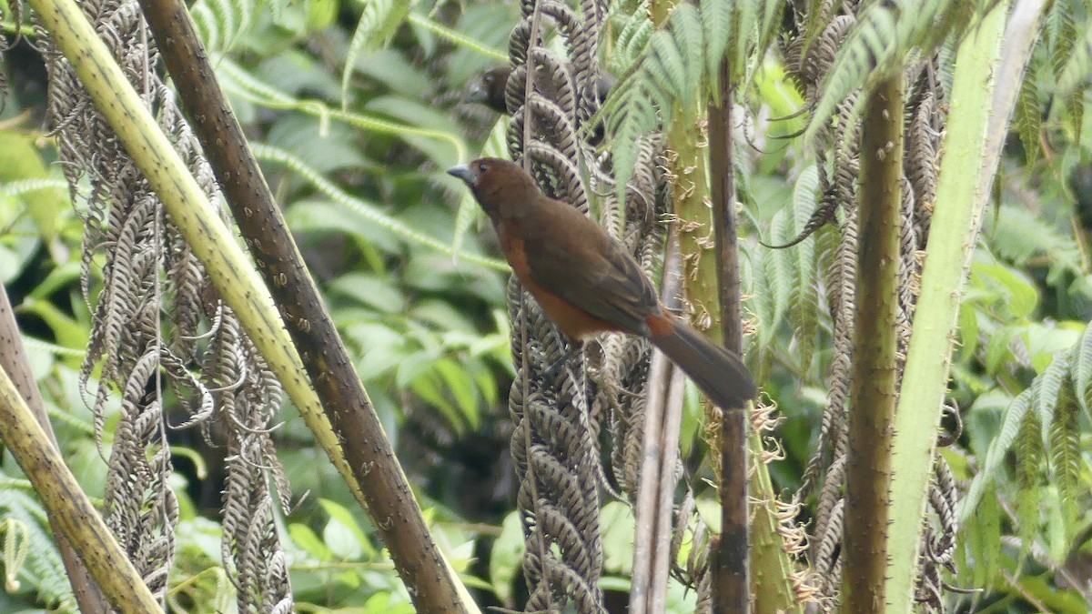 Silver-beaked Tanager - ML609725610