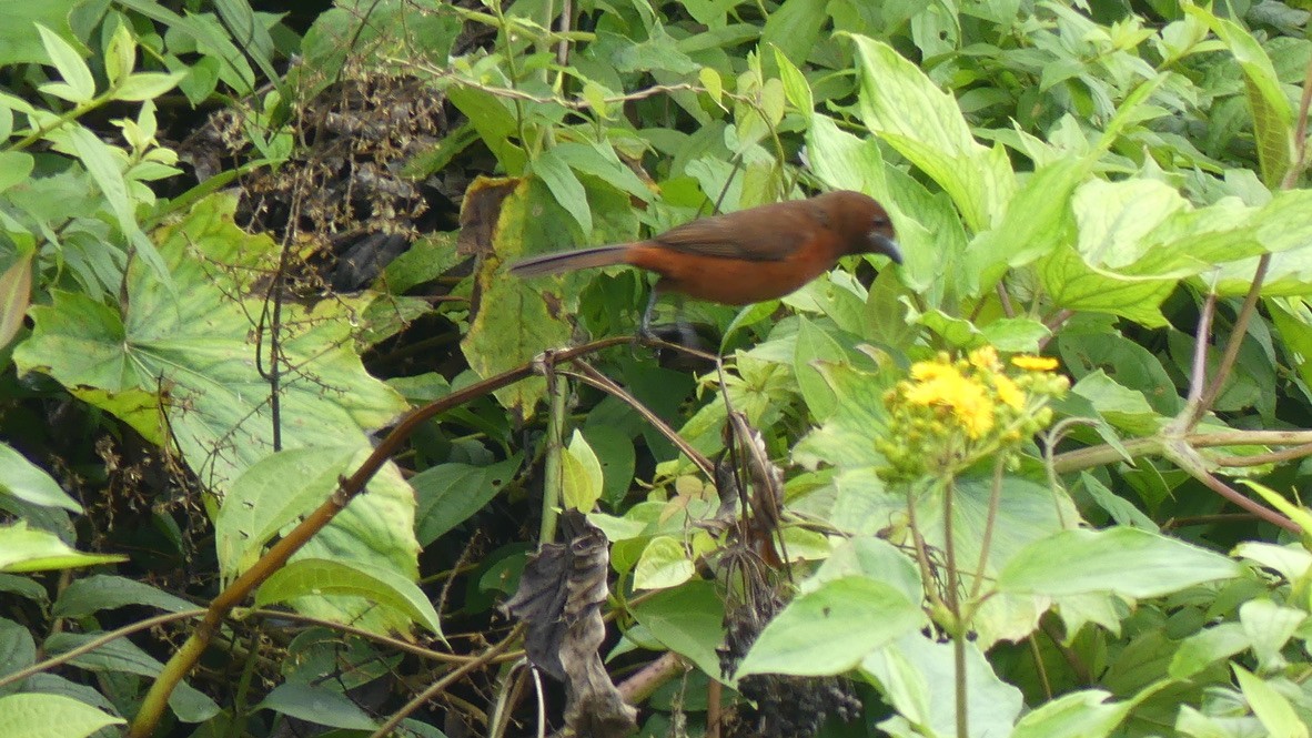 Silver-beaked Tanager - ML609725629