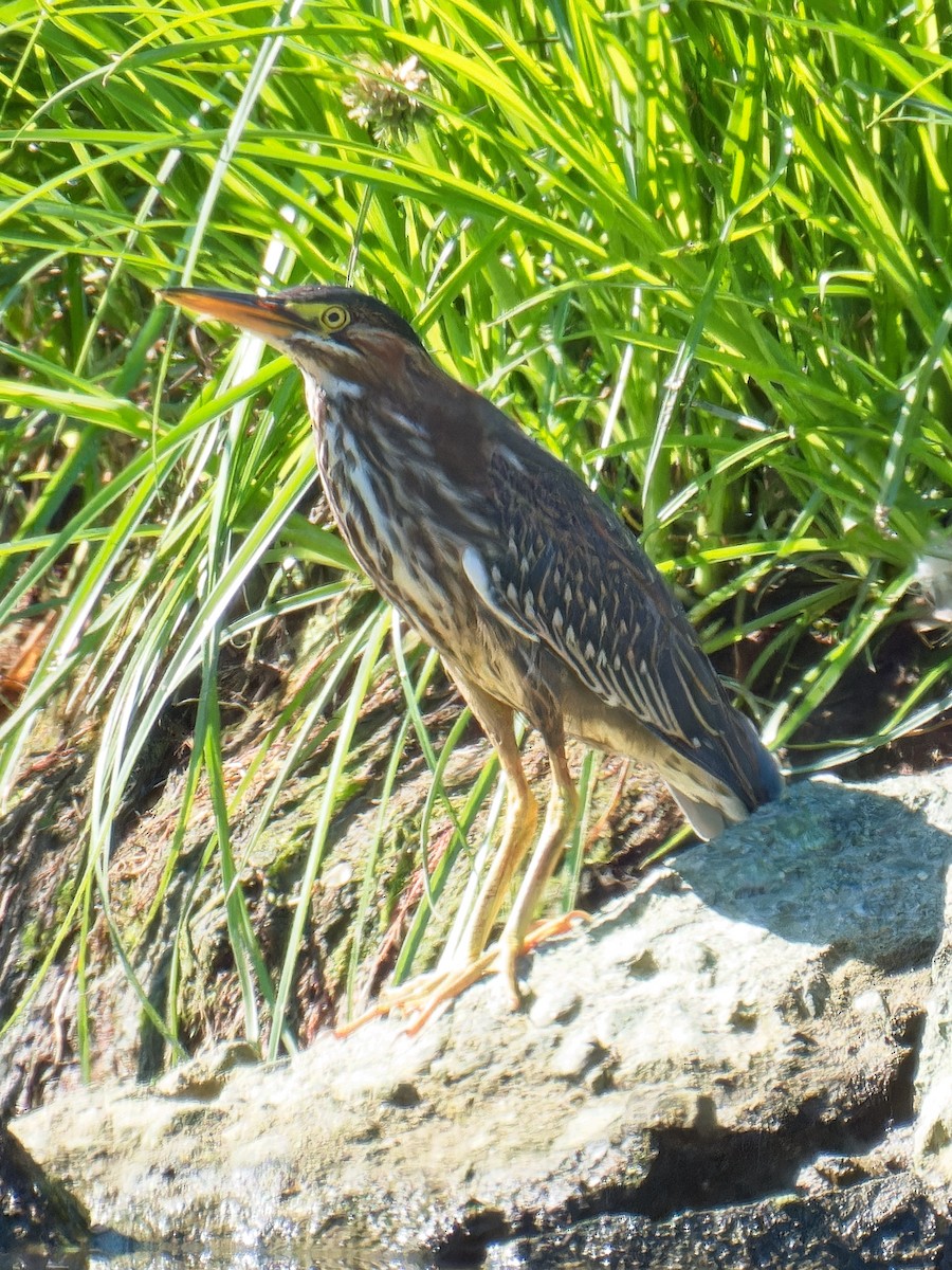 Green Heron - ML609725706