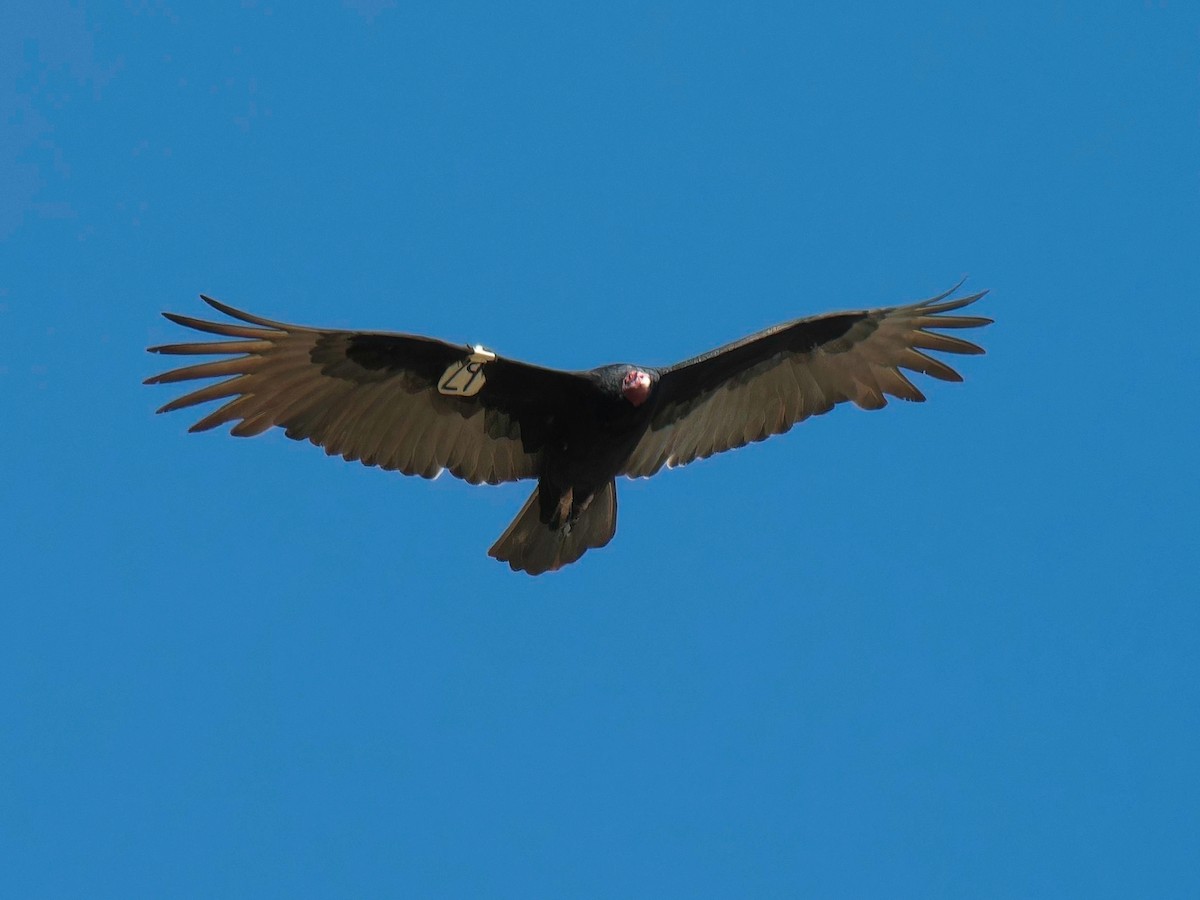 Turkey Vulture - ML609725716