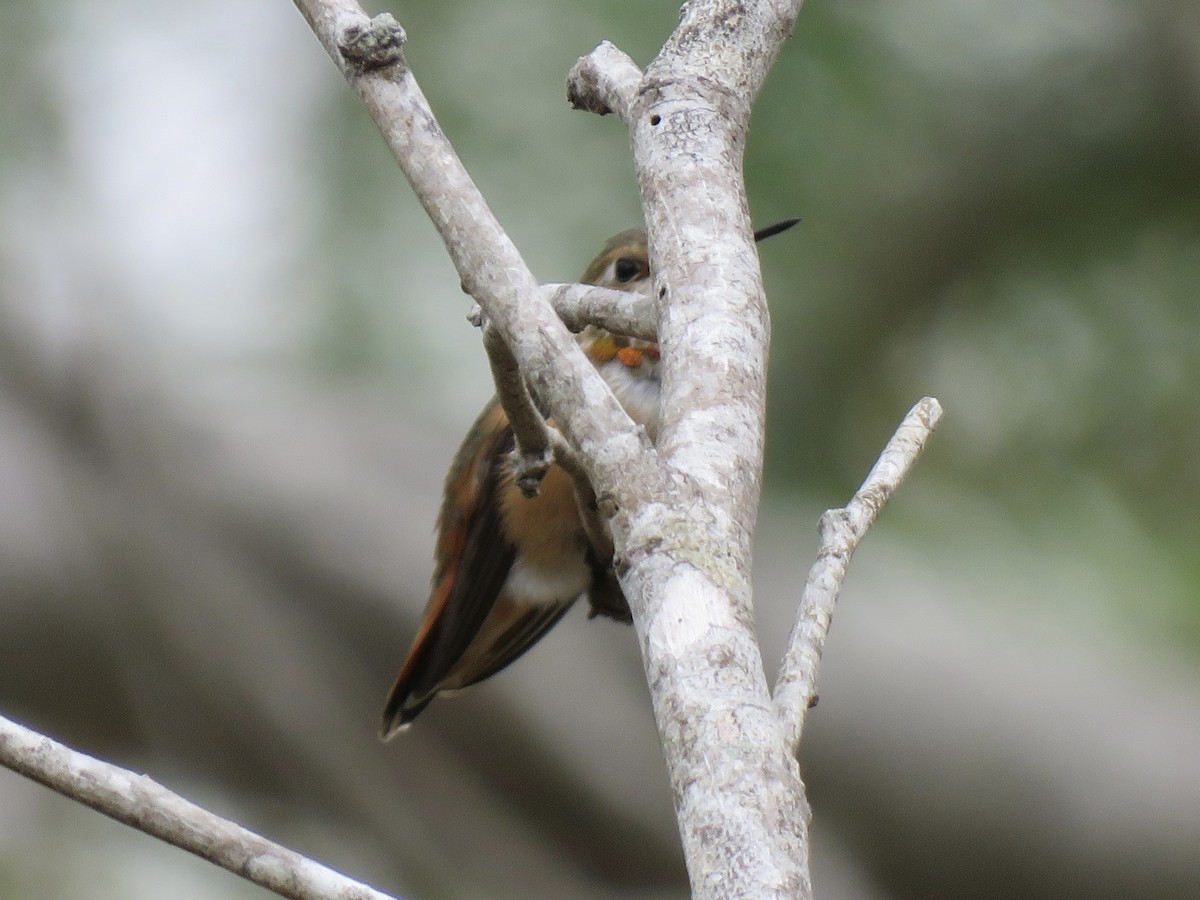 Rufous Hummingbird - ML609725777