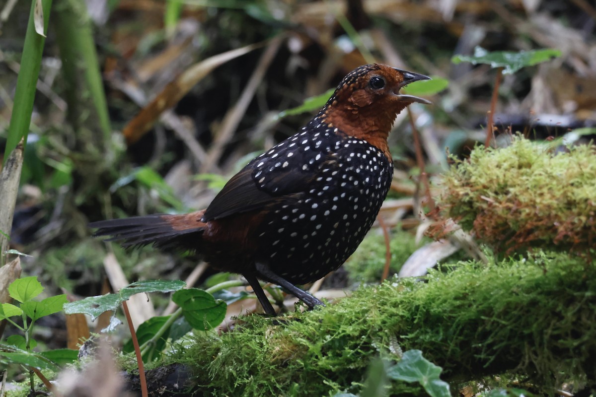 Perlmanteltapaculo - ML609725831