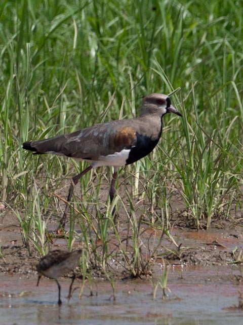 Southern Lapwing - Cathy Tucker
