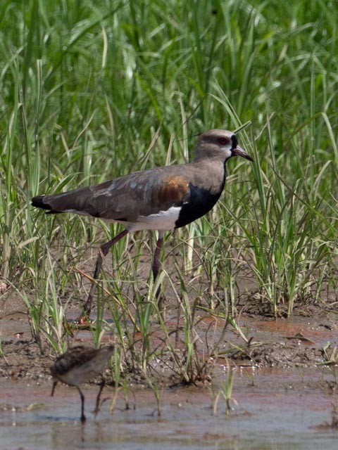 Southern Lapwing - ML609725901