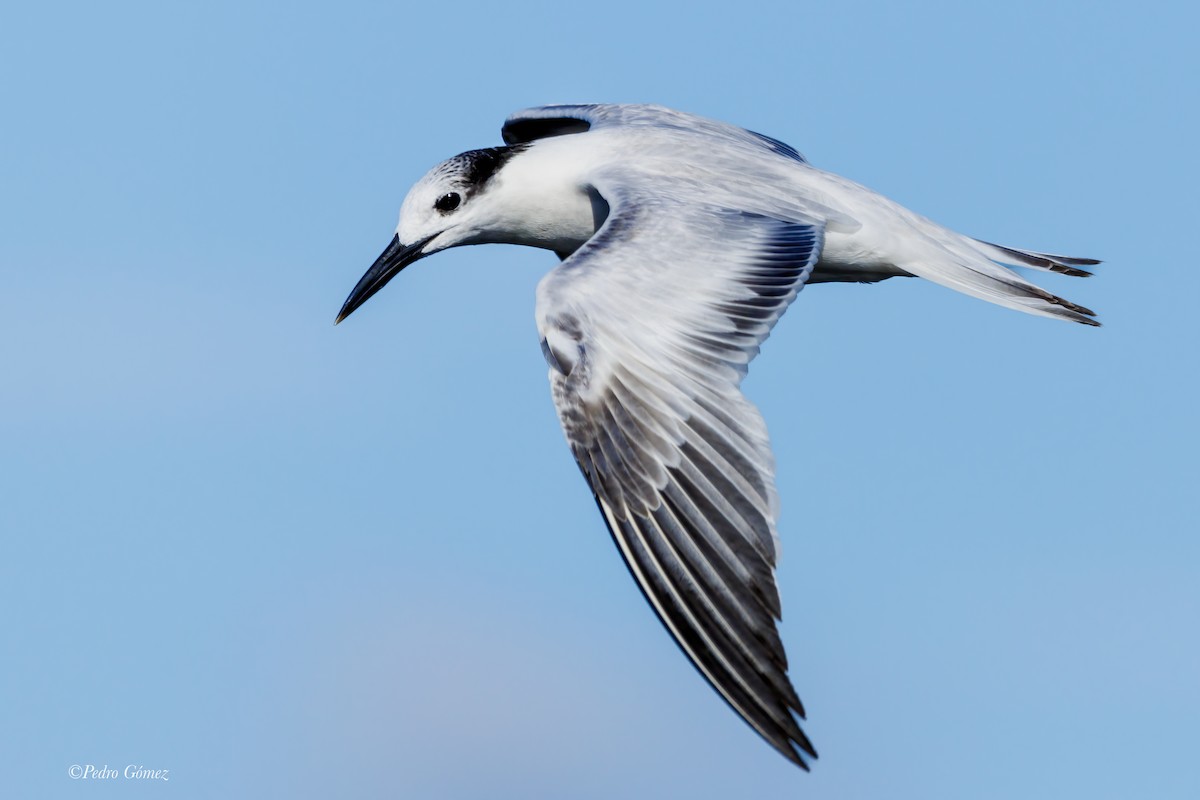 Sandwich Tern - ML609725908