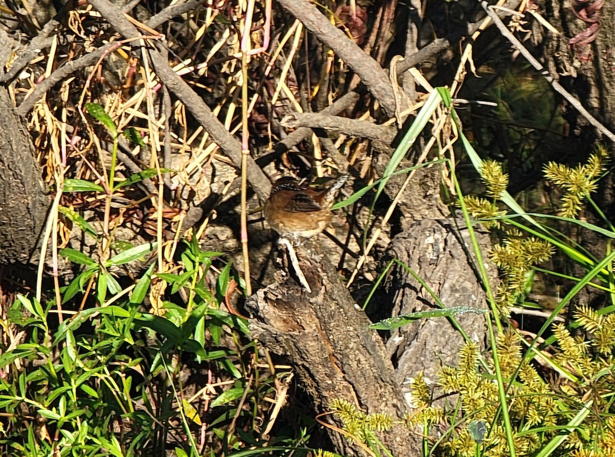 Marsh Wren - ML609725923