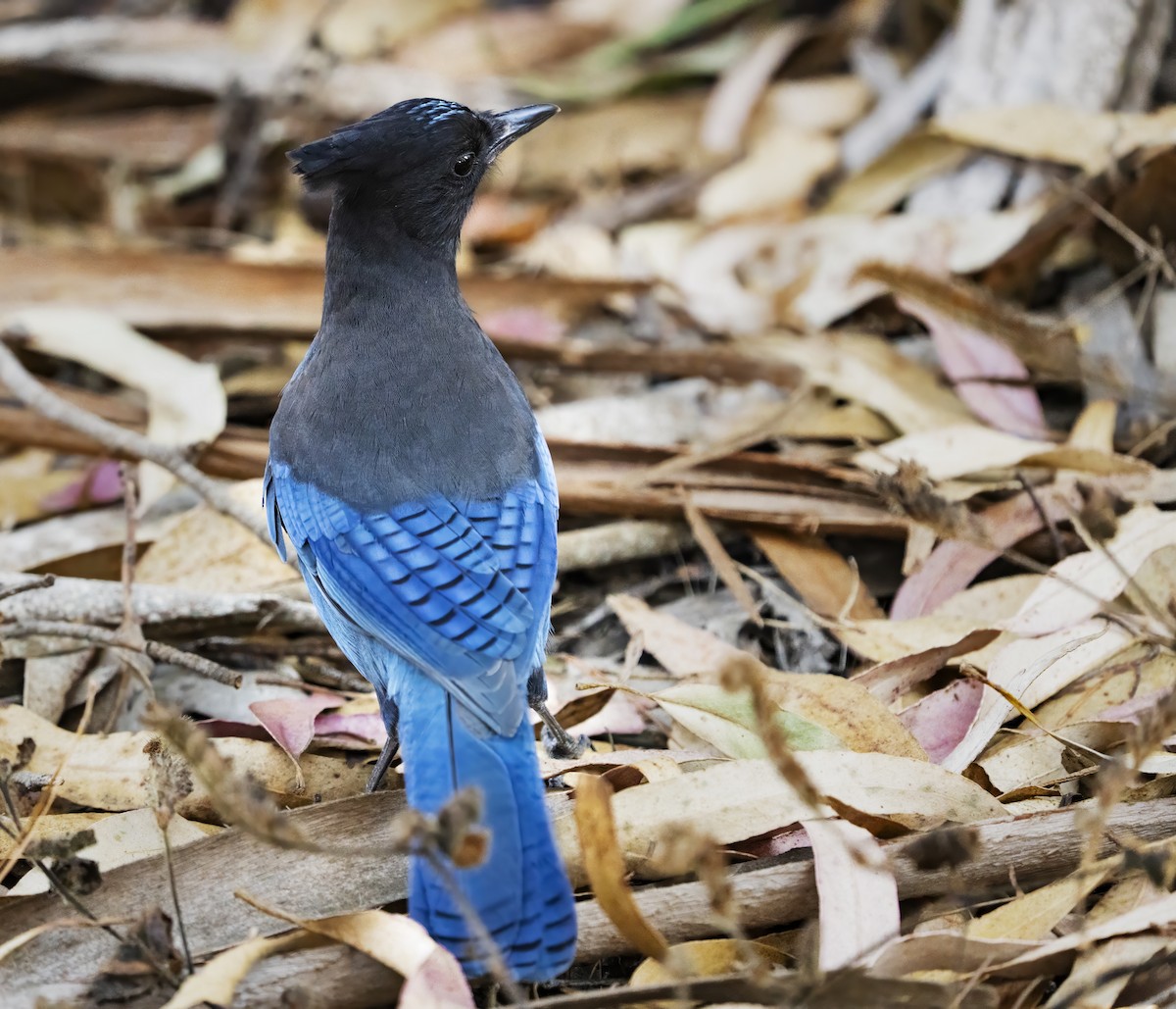 Steller's Jay - ML609725993