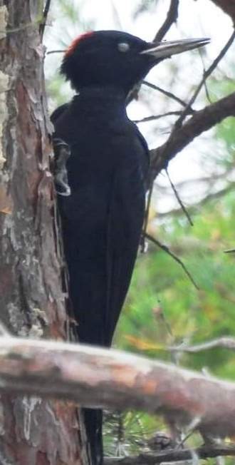 Black Woodpecker - ML609726027