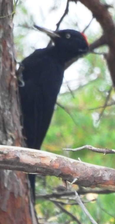 Black Woodpecker - ML609726029