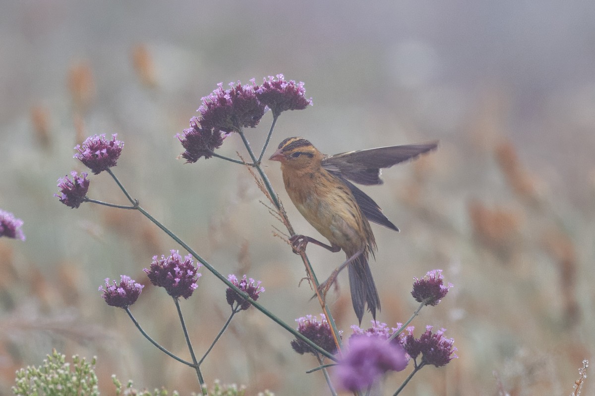 bobolink - ML609726051