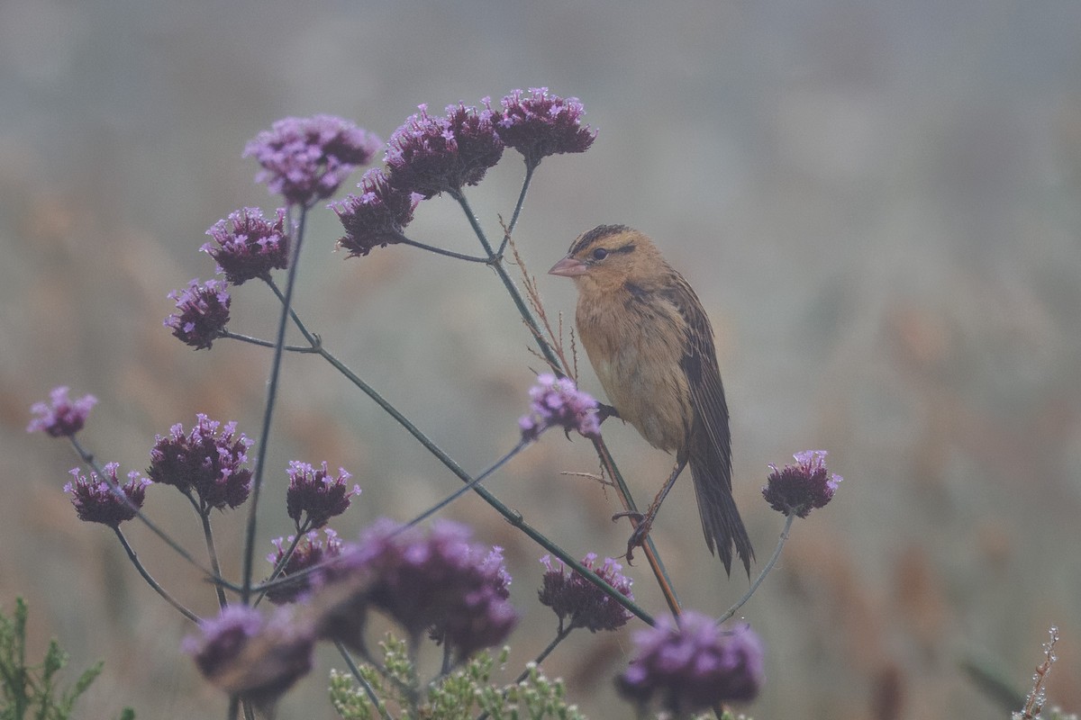 bobolink - ML609726054