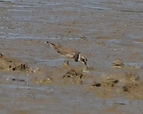 Semipalmated Plover - ML609726121
