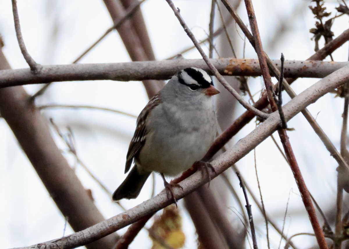 White-crowned Sparrow - ML609726188