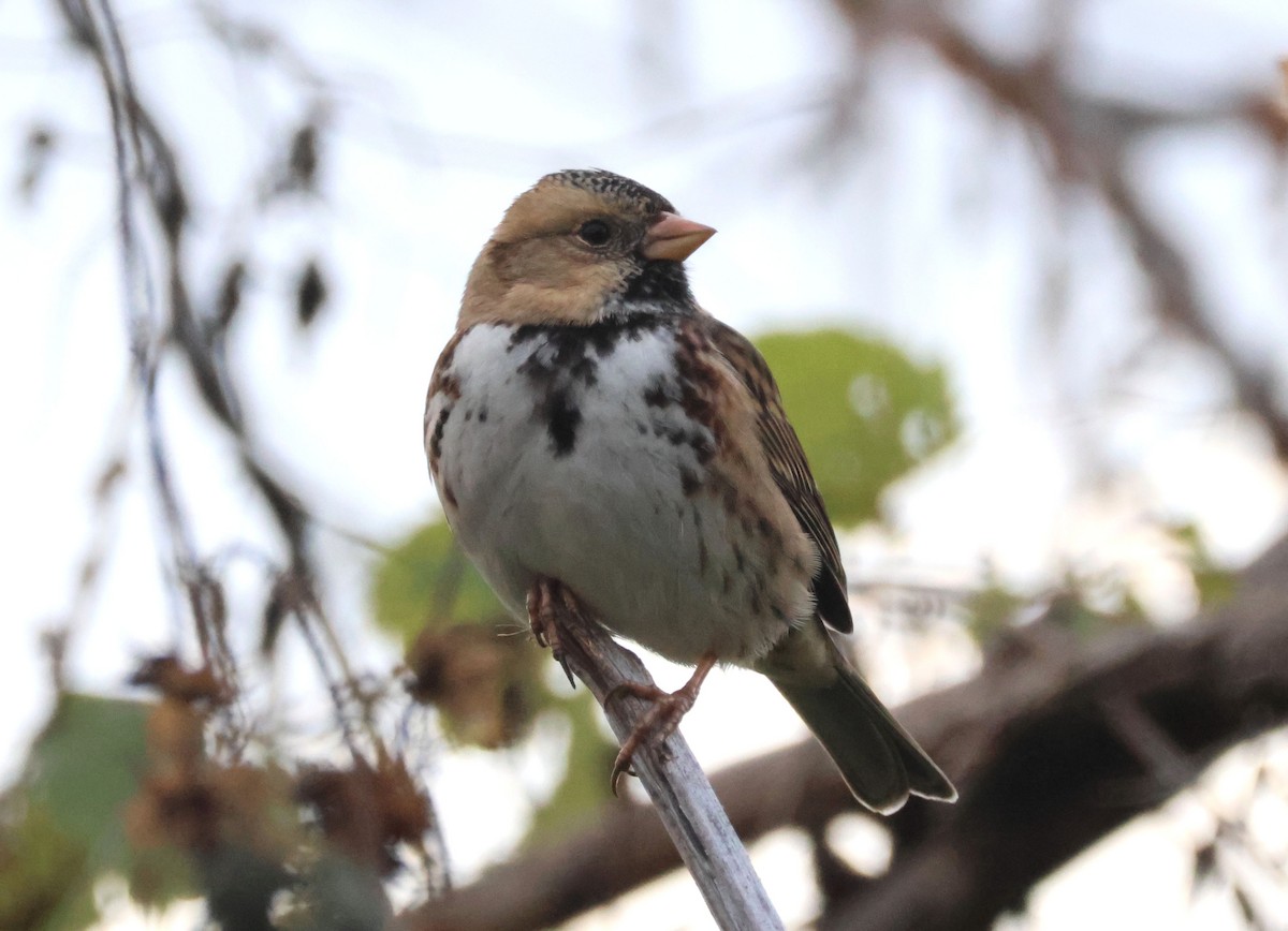 Harris's Sparrow - ML609726190