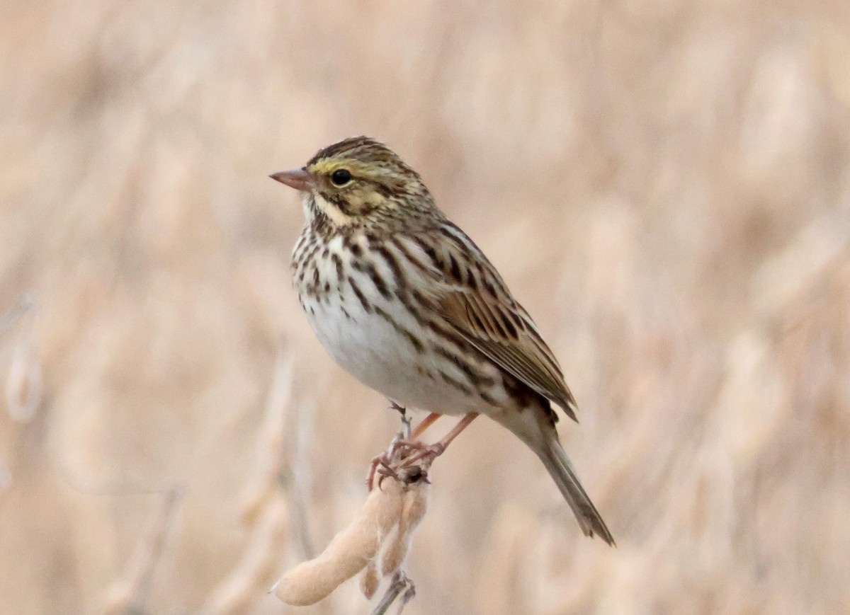 Savannah Sparrow - ML609726192