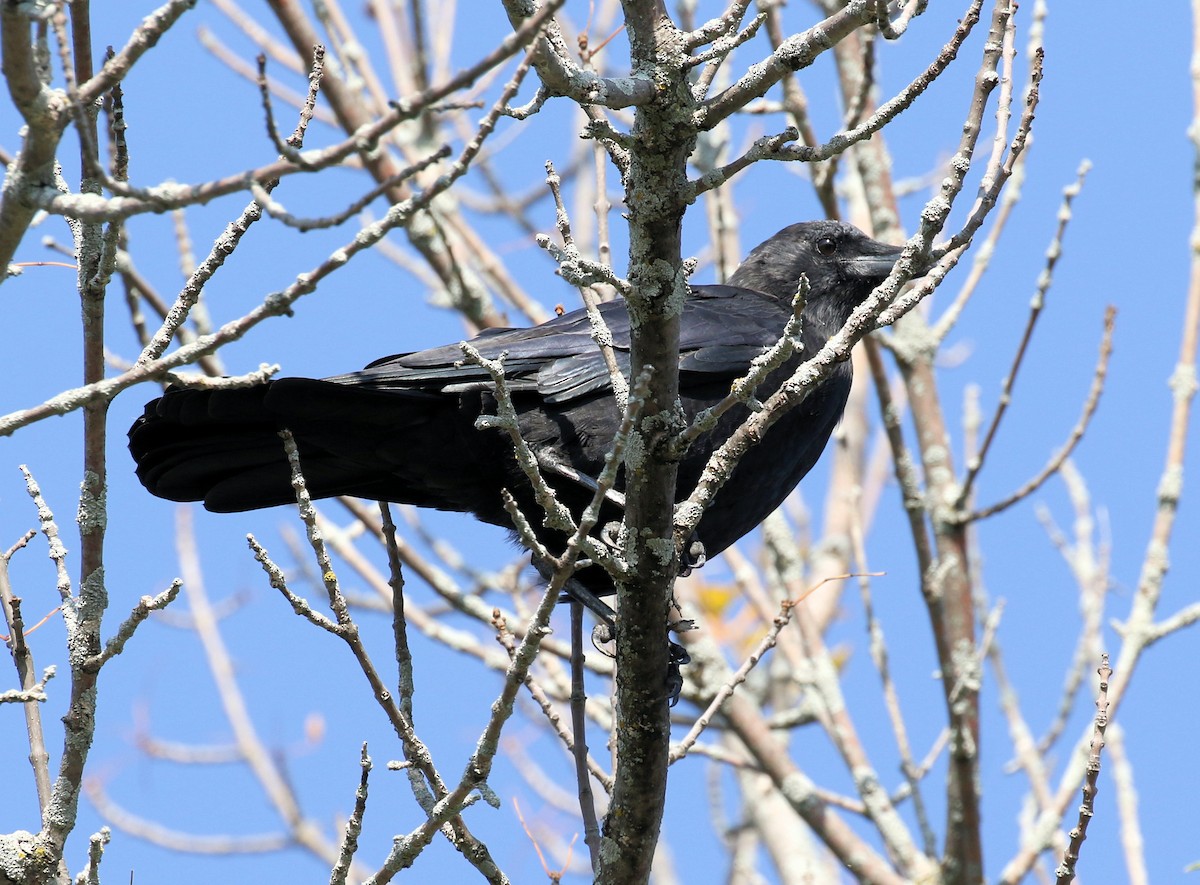 American Crow - ML609726240
