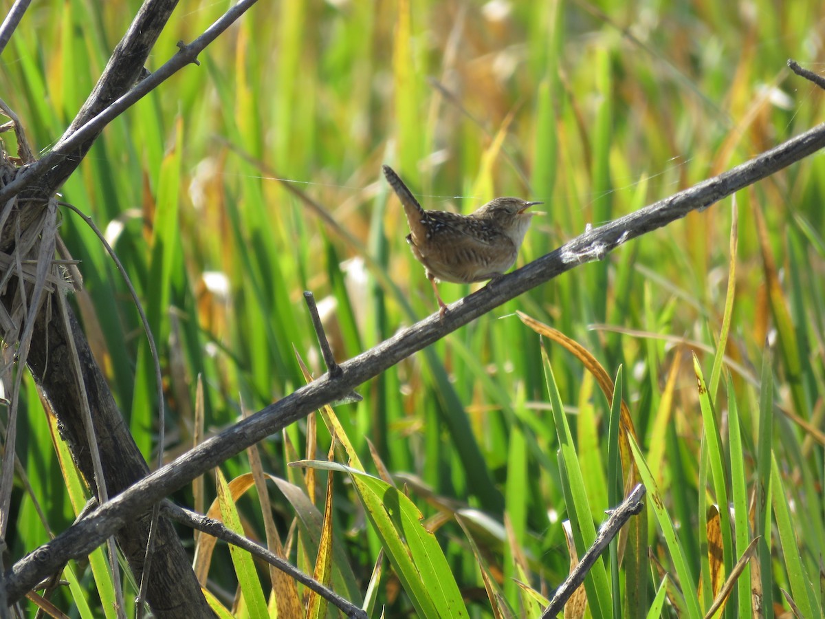 Sedge Wren - ML609726267