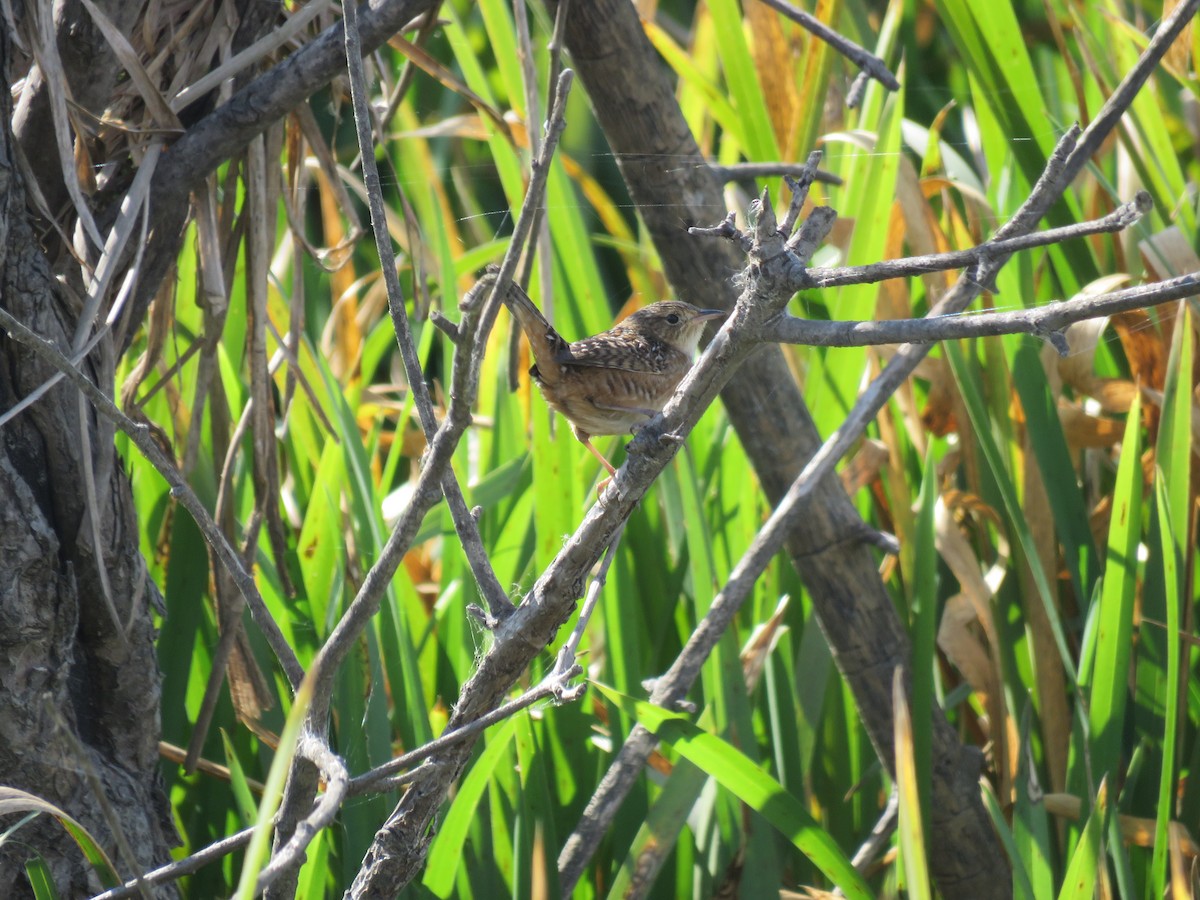 Sedge Wren - ML609726270