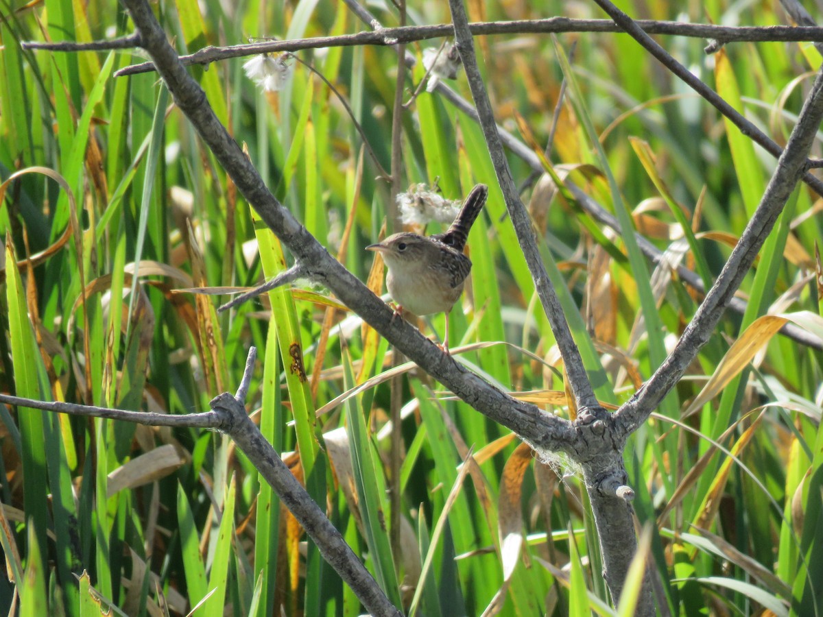 Sedge Wren - ML609726272