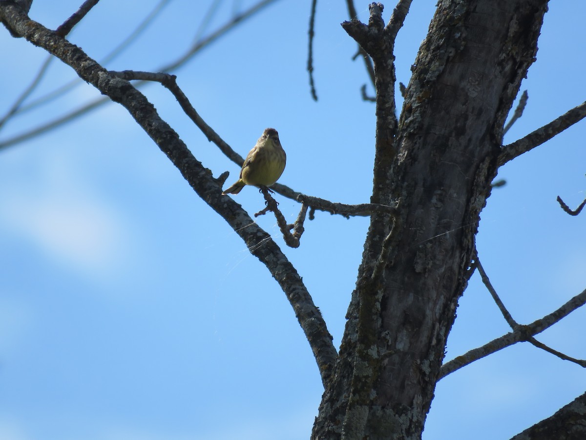 Palm Warbler - ML609726275