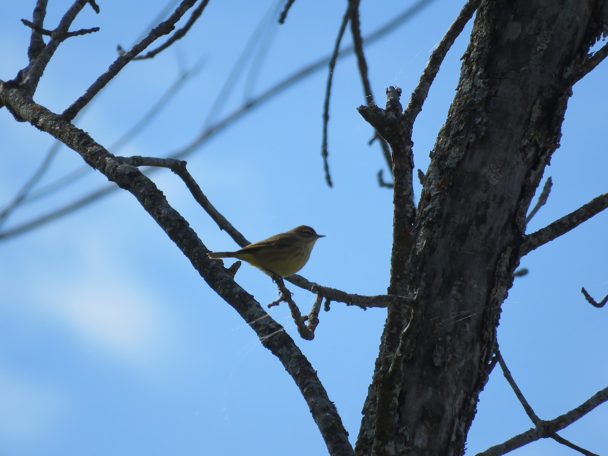 Palm Warbler - ML609726276