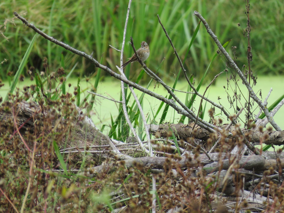 Lincoln's Sparrow - ML609726285