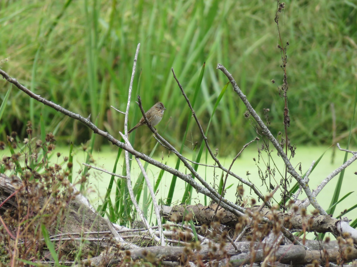 Lincoln's Sparrow - ML609726287