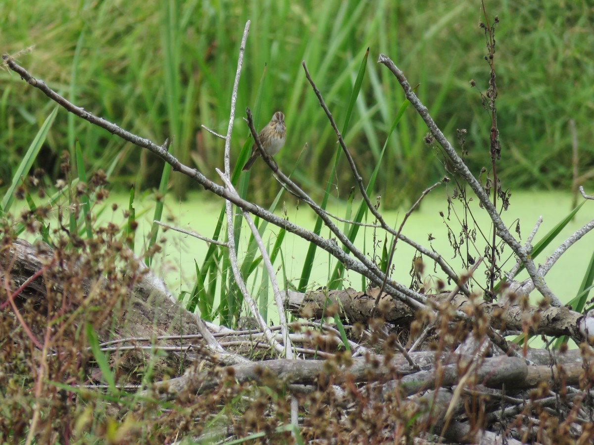 Lincoln's Sparrow - ML609726293