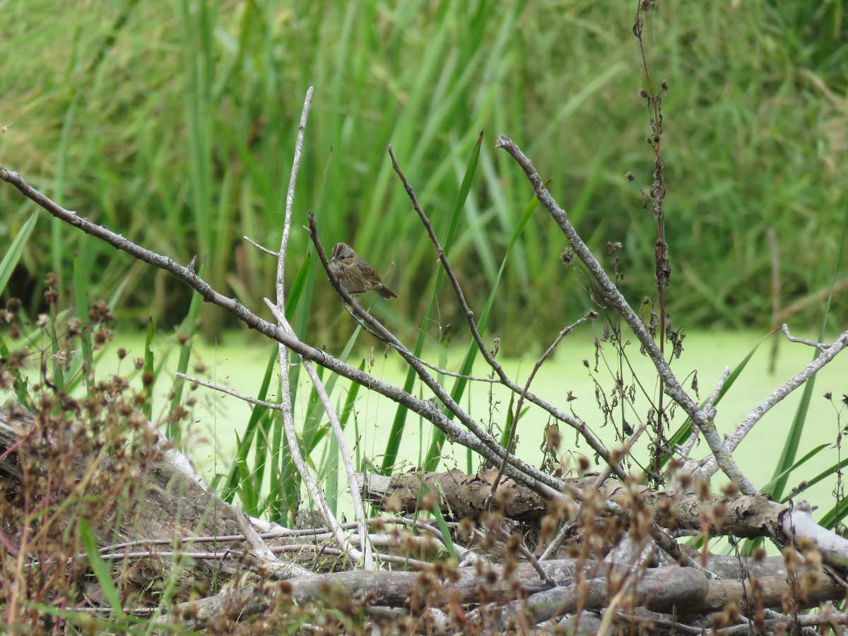 Lincoln's Sparrow - ML609726298