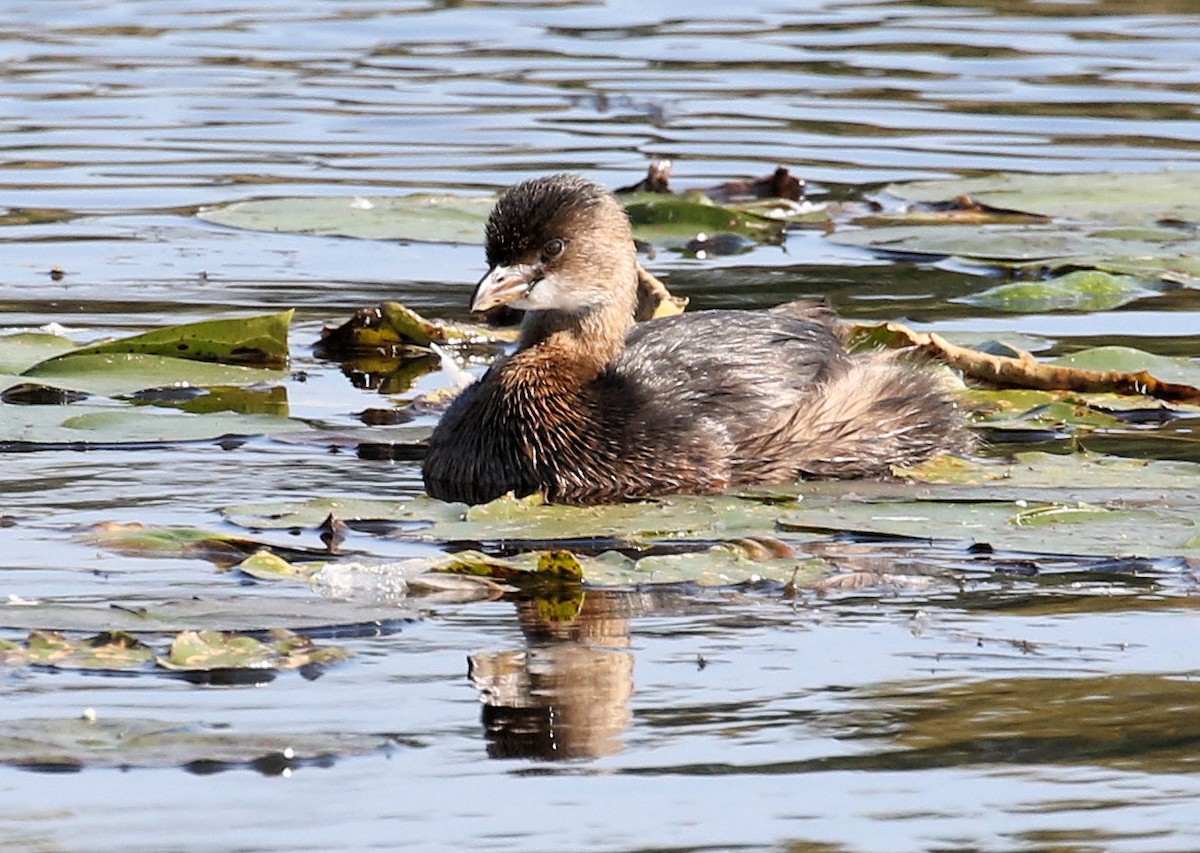 Pied-billed Grebe - Kernan Bell