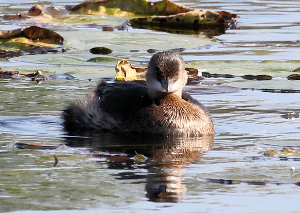 Pied-billed Grebe - ML609726310