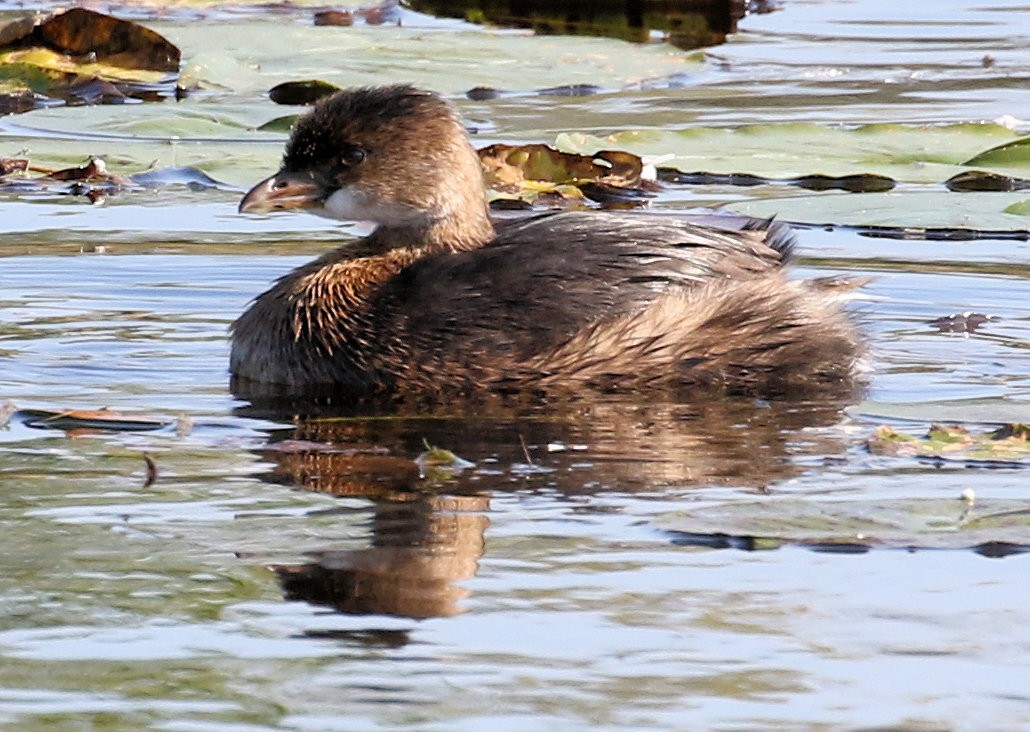 Pied-billed Grebe - ML609726311