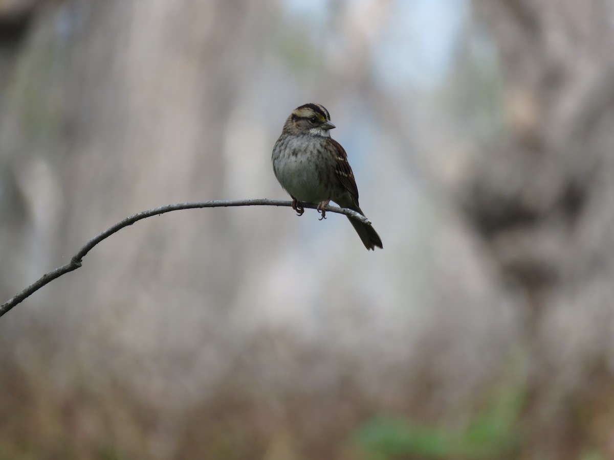 White-throated Sparrow - ML609726327